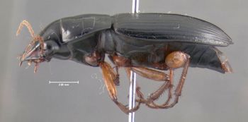 Media type: image;   Entomology 614663 Aspect: habitus lateral view